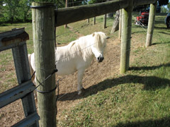 Henry the Horse